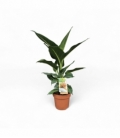 Dieffenbachia