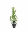Cryptomeria