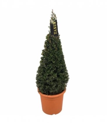 Taxus