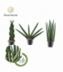Sansevieria