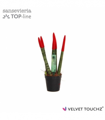 Sansevieria