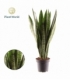 Sansevieria