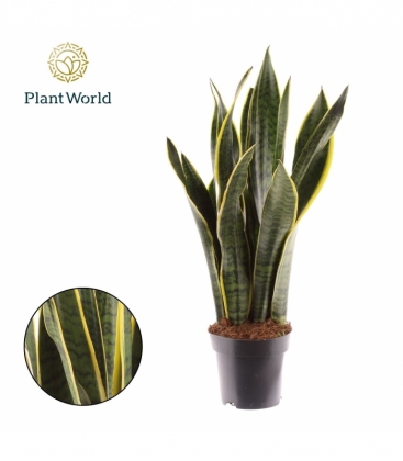 Sansevieria