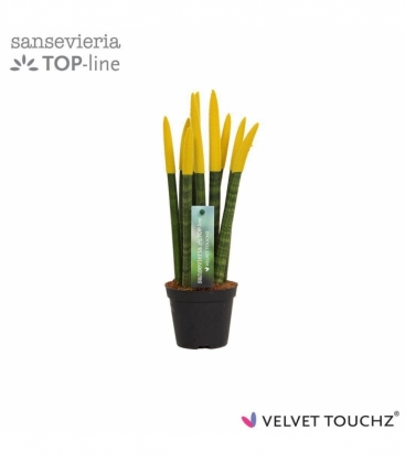 Sansevieria