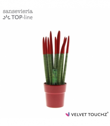 Sansevieria