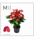 Anthurium