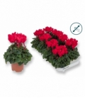 Cyclamen