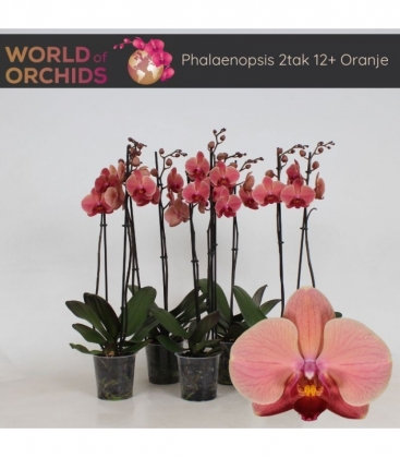 Phalaenopsis