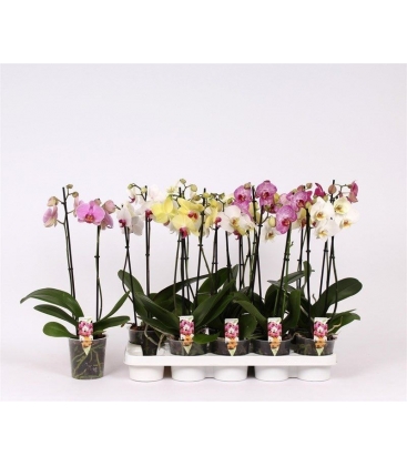 Phalaenopsis