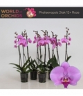 Phalaenopsis