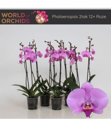 Phalaenopsis