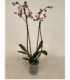 Phalaenopsis