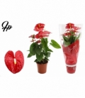 Anthurium