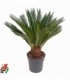 Cycas