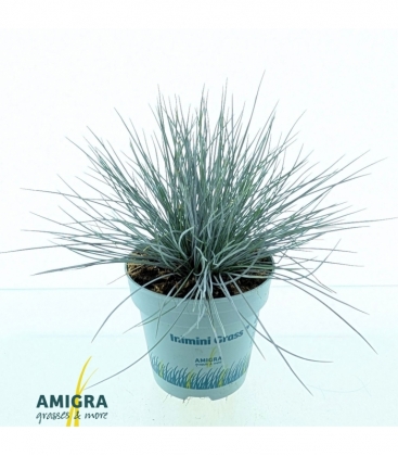 Festuca