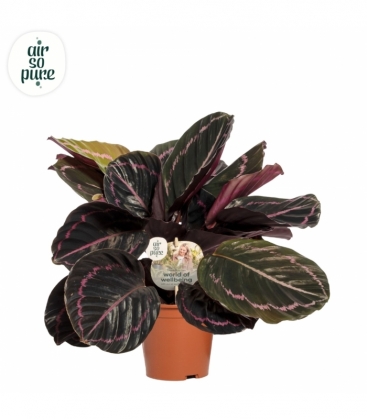 Calathea