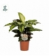Calathea