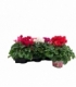 Cyclamen