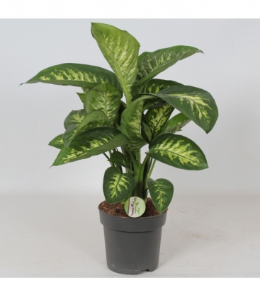 Dieffenbachia