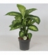 Dieffenbachia
