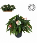 Begonia