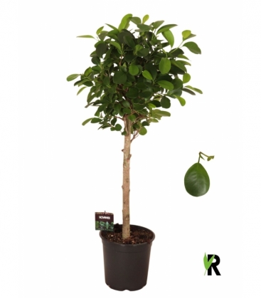 Ficus