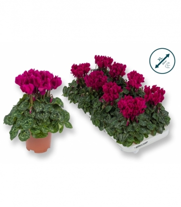 Cyclamen