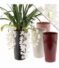 Cymbidium