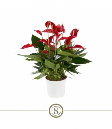 Anthurium