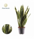 Sansevieria