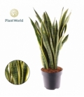 Sansevieria