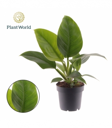 Philodendron