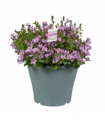 Campanula