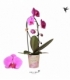 Phalaenopsis