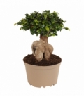 Ficus