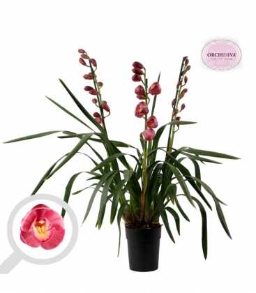 Cymbidium
