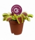 Dionaea