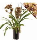 Cymbidium