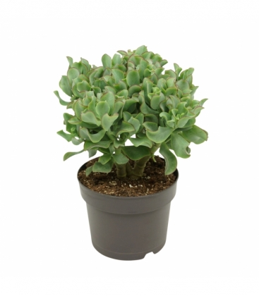 Crassula