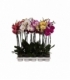 Phalaenopsis