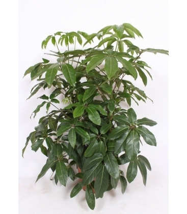 Schefflera