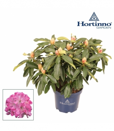 Rhododendron