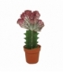 Euphorbia