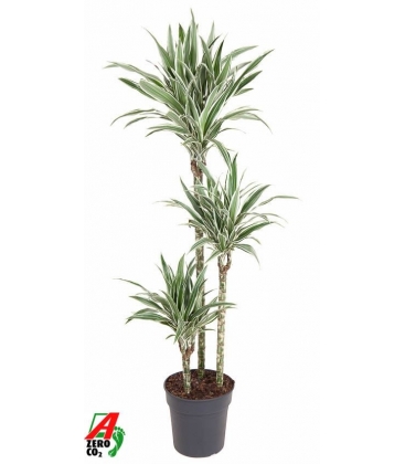 Dracaena