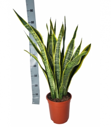 Sansevieria