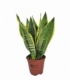 Sansevieria