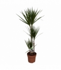 Dracaena