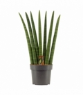 Sansevieria