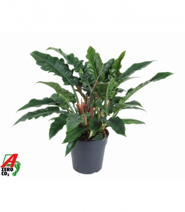 Philodendron