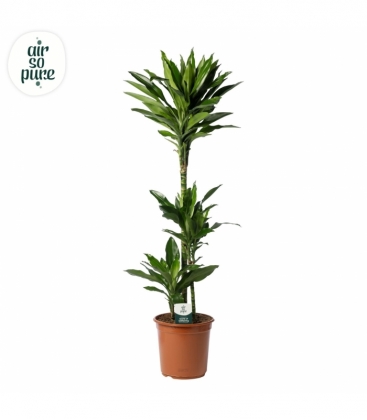 Dracaena